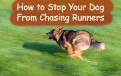 How Do I Get My Dog to Stop Chasing Runners