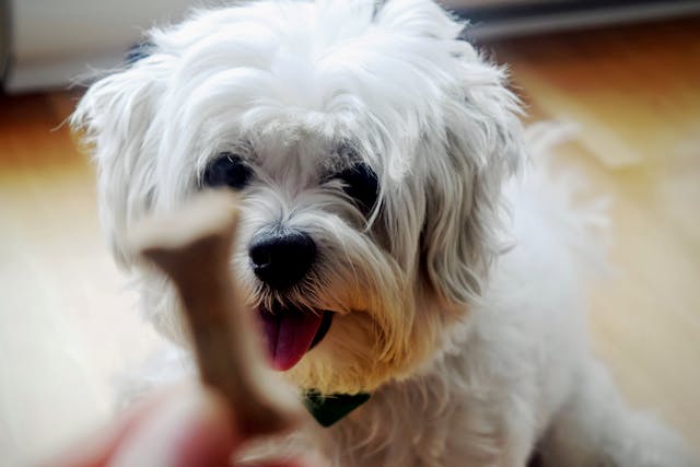 why shih tzu are the worst dog - quirky behavior