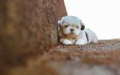 Why Shih Tzu Are The Worst Dog (But Are They Really?)