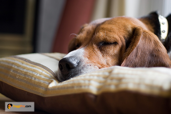 How Long After Eating Does a Dog Poop?