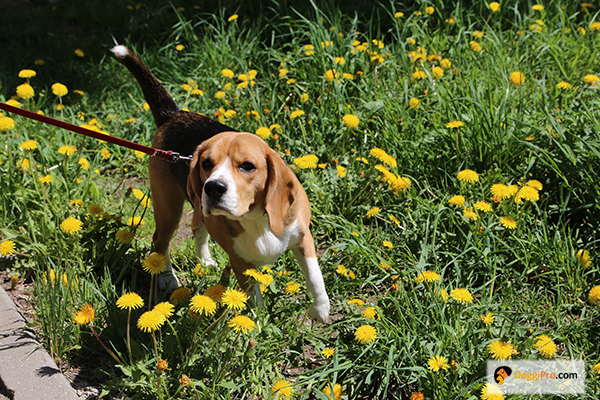 The character of some dogs also plays a part in its pooping routine