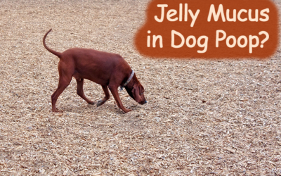 What Jelly Mucus in Dog Poop Might Mean? (White/Reddish Jam)
