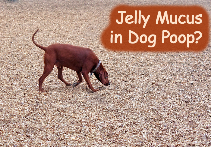 What Jelly Mucus in Dog Poop Might Mean? (White/Reddish Jam)