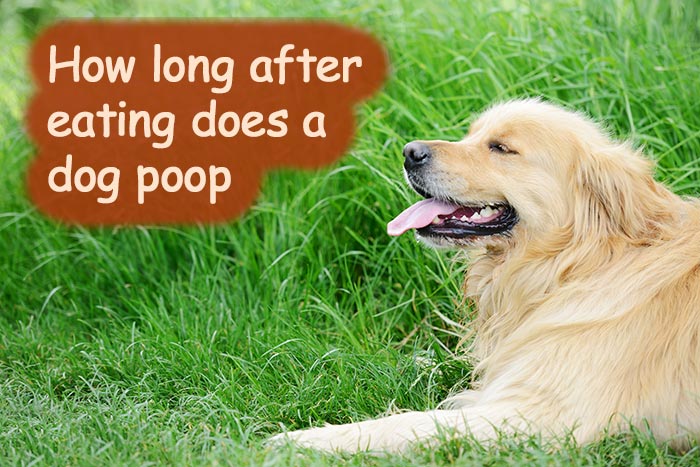 How Long After Eating Does a Dog Poop?