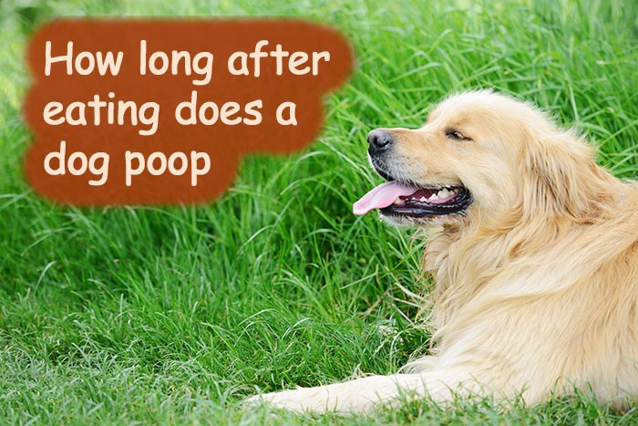 how long does it take dog to poop after eating