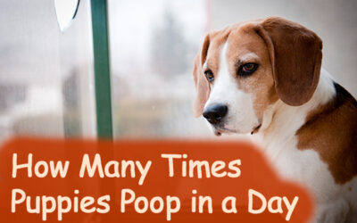 How Many Times A Day Should A Puppy Poop?(What’s Normal…)