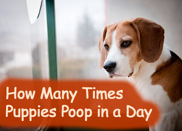 How Many Times A Day Should A Puppy Poop?(What’s Normal…)