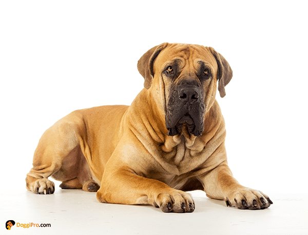 Large Breed Puppy
