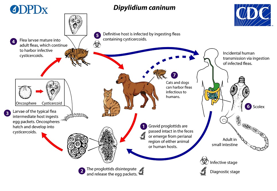 Dipylidium Caninum