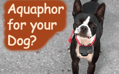 Is Aquaphor Safe for Dogs? What You Need to Know