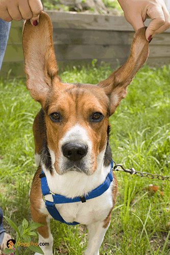 what does it mean when a dogs ears are warm