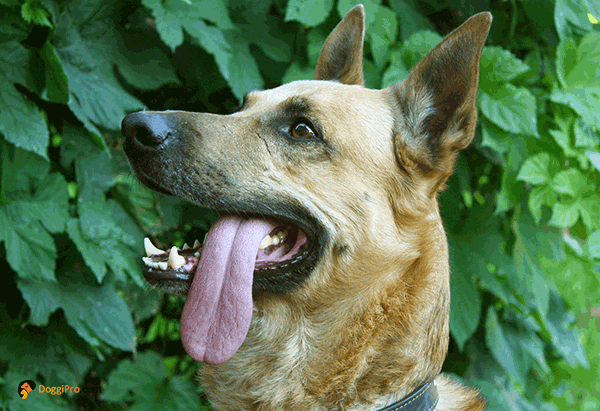 what does it mean when a dogs ears are warm