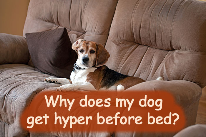 why-does-my-dog-get-hyper-before-bed-doggipro