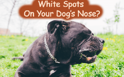 White Spot On Dog’s Nose: Should I Be Concerned?