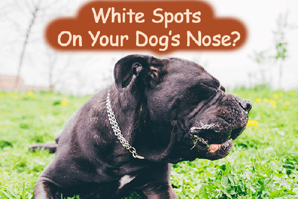white spot on dogs nose