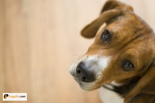 how are white spots on a dog's nosed diagnosed?