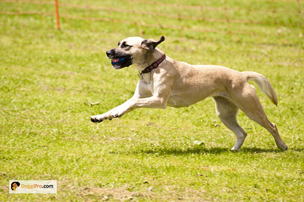 Tips for Training Your Dog to Stop Chasing Runners