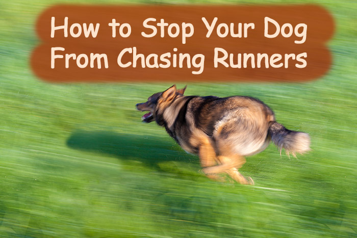How Do I Get My Dog to Stop Chasing Runners