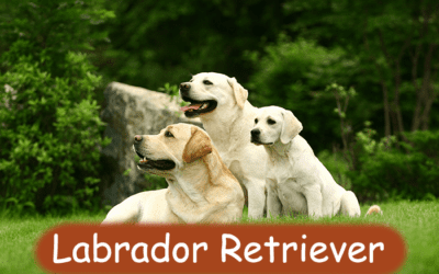 The Labrador Retriever: A New Owner’s Guide