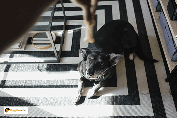 can dogs eat oysters? giving dog a treat