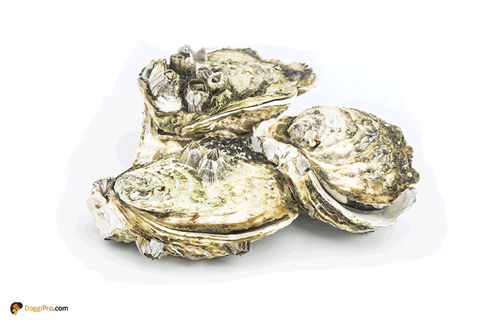 can dogs eat oysters? oyster shell