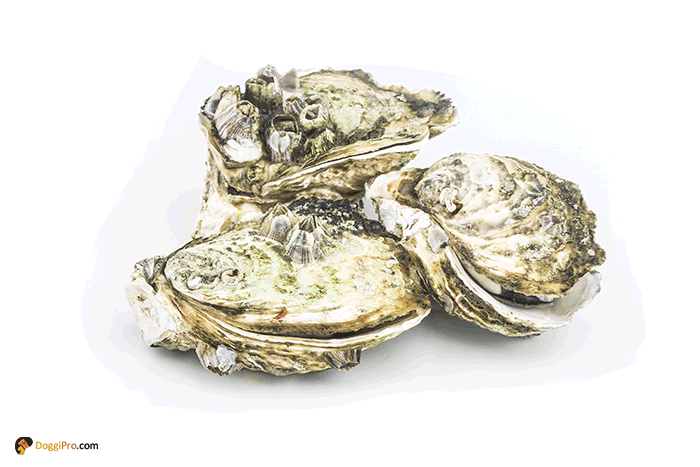 are oysters toxic to dogs