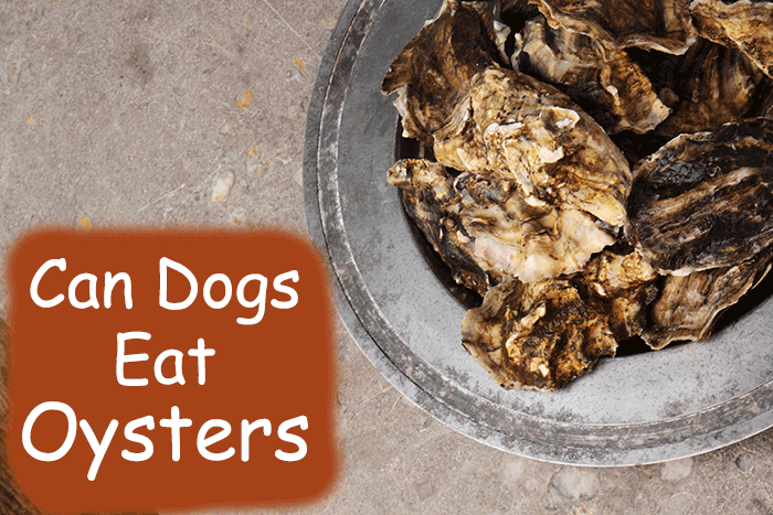 Can Dogs Eat Oysters? What Pet Owners Must Know