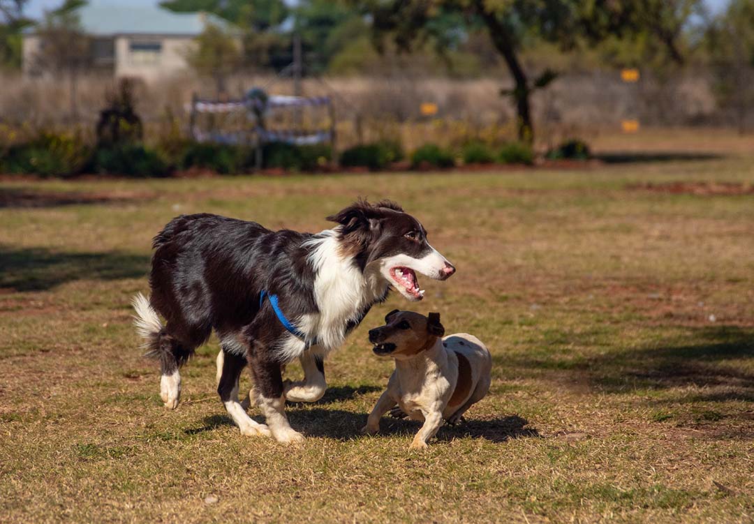 How To Train My Dog To Ignore Strangers 5