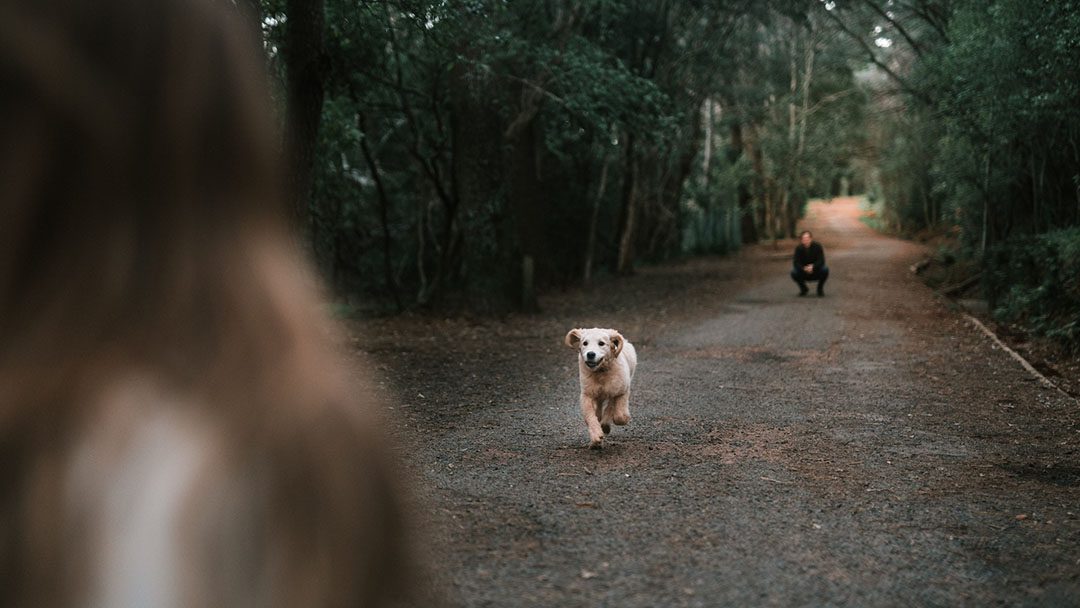 How To Train My Dog To Ignore Strangers 3