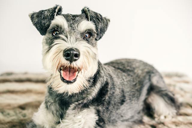 Why Schnauzers Are The Worst Dogs - grooming demands