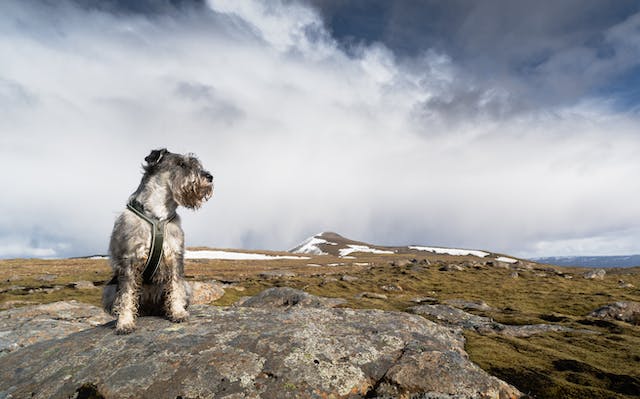 Why Schnauzers Are The Worst Dogs - behavioral quirks
