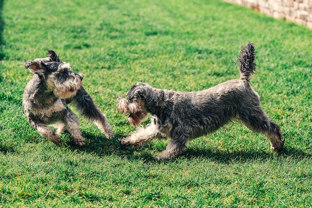 Why Schnauzers Are The Worst Dogs - high energy levels