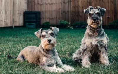 Why Schnauzers Are The Worst Dogs (or Are They?)
