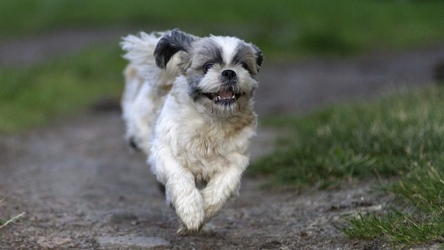 why shih tzu are the worst dog - happy means healthy