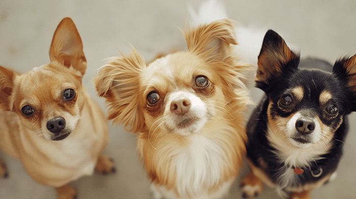 a Chihuahua, a Yorkshire Terrier, and a Papillon