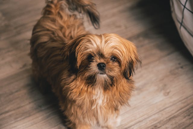why shih tzu are the worst dog - the financial investment